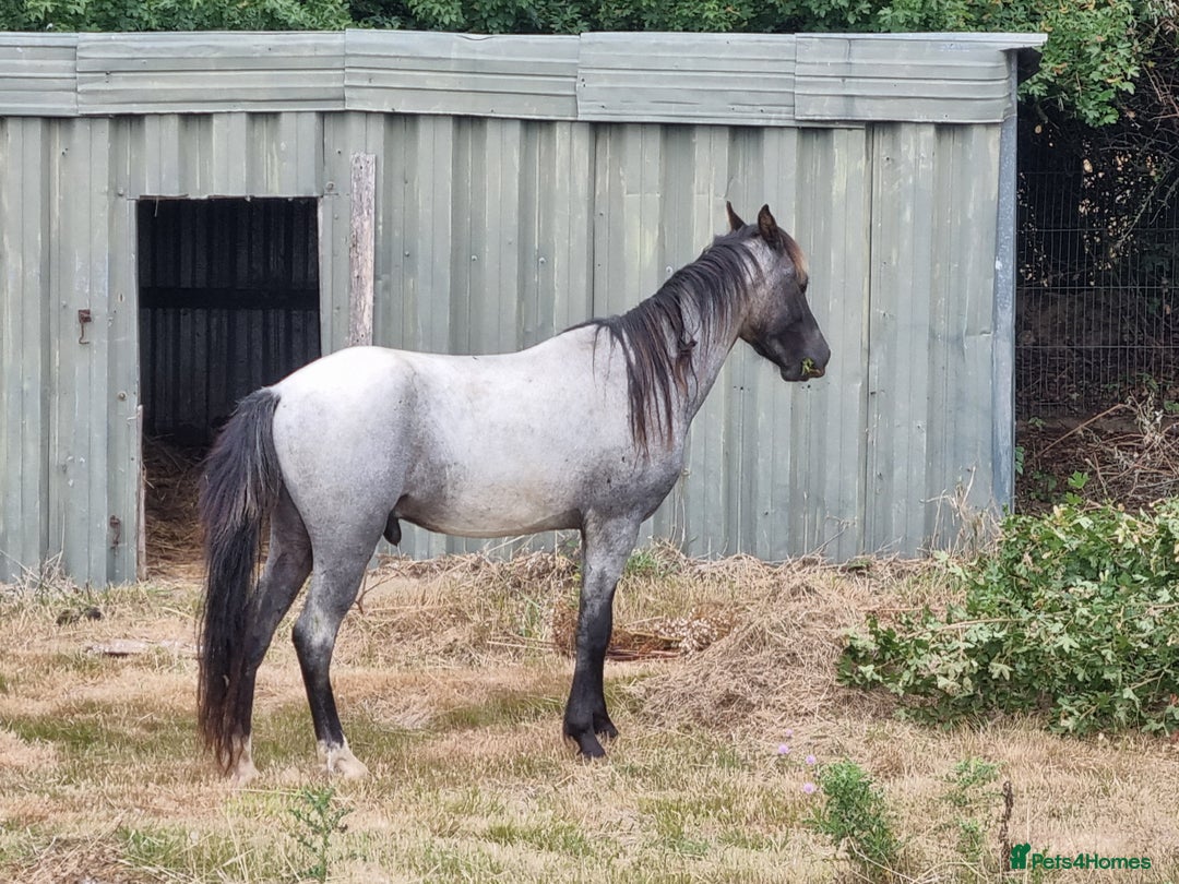 Arabian horse horses for sale: 2 yr old blue roan colt. Arab x welsh. Quick sale - Image 5