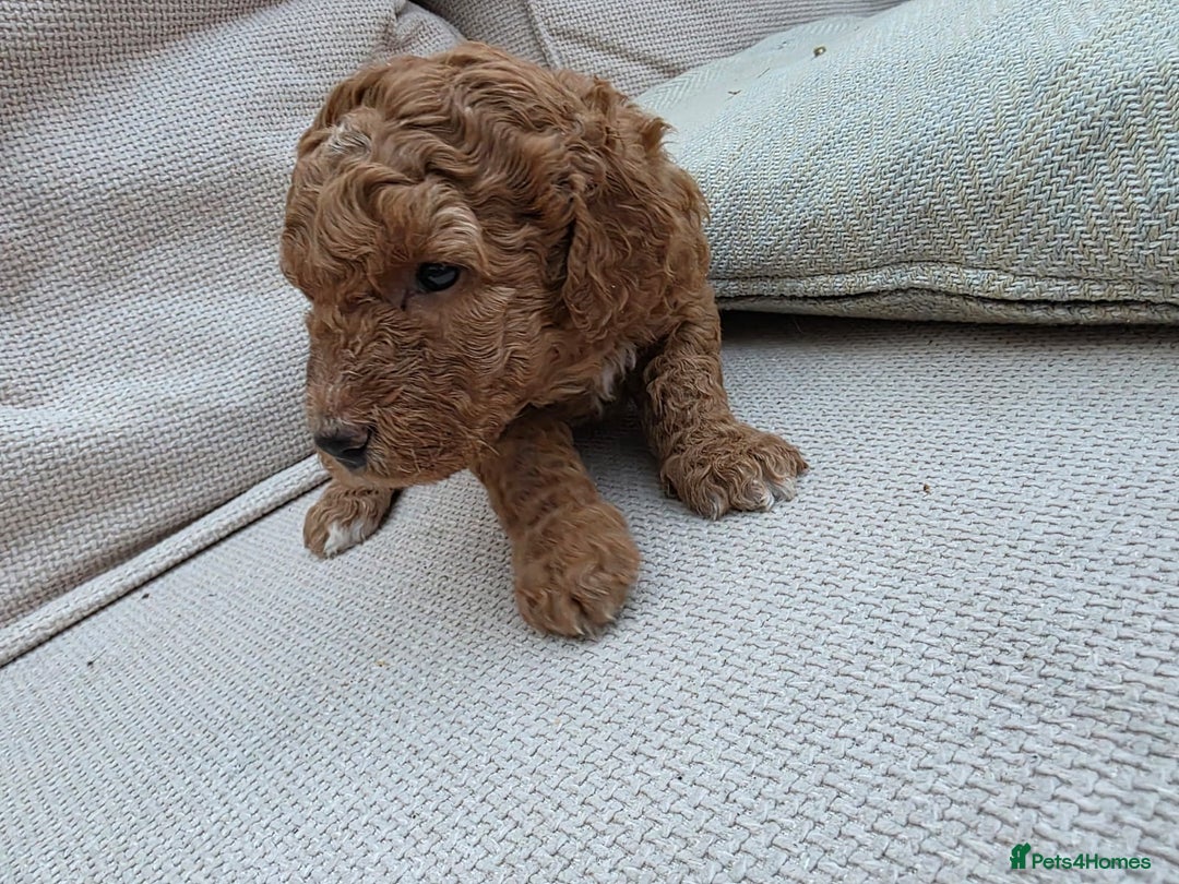 Goldendoodle dogs for sale: Beautiful F1B Goldendoodle Puppies DNA tested - Image 12