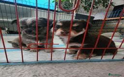 Chihuahua dogs for sale: Chocolate & White Long-Haired Chihuahua– Ready Now - Image 5