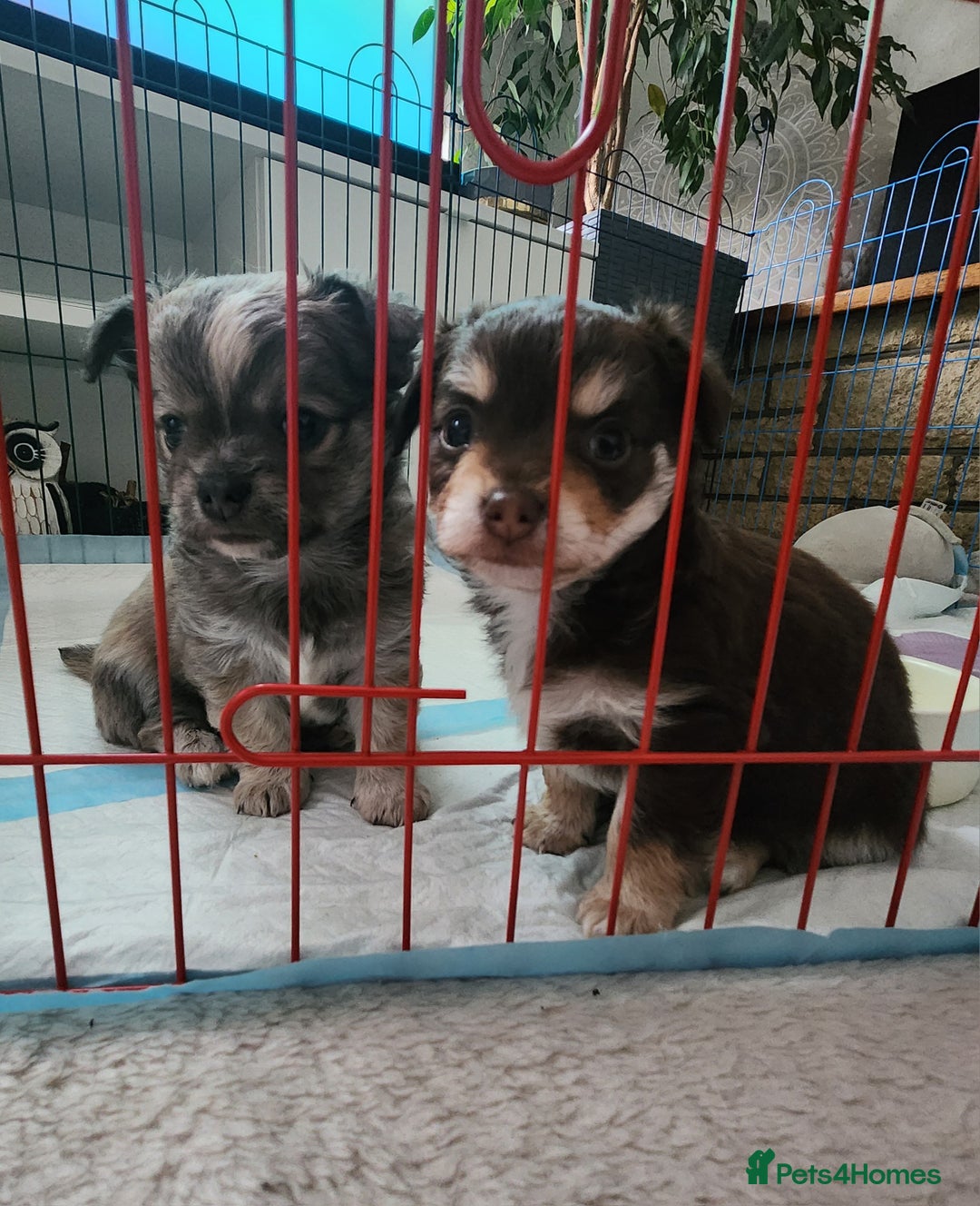 Chihuahua dogs for sale: Chocolate & White Long-Haired Chihuahua– Ready Now - Image 5
