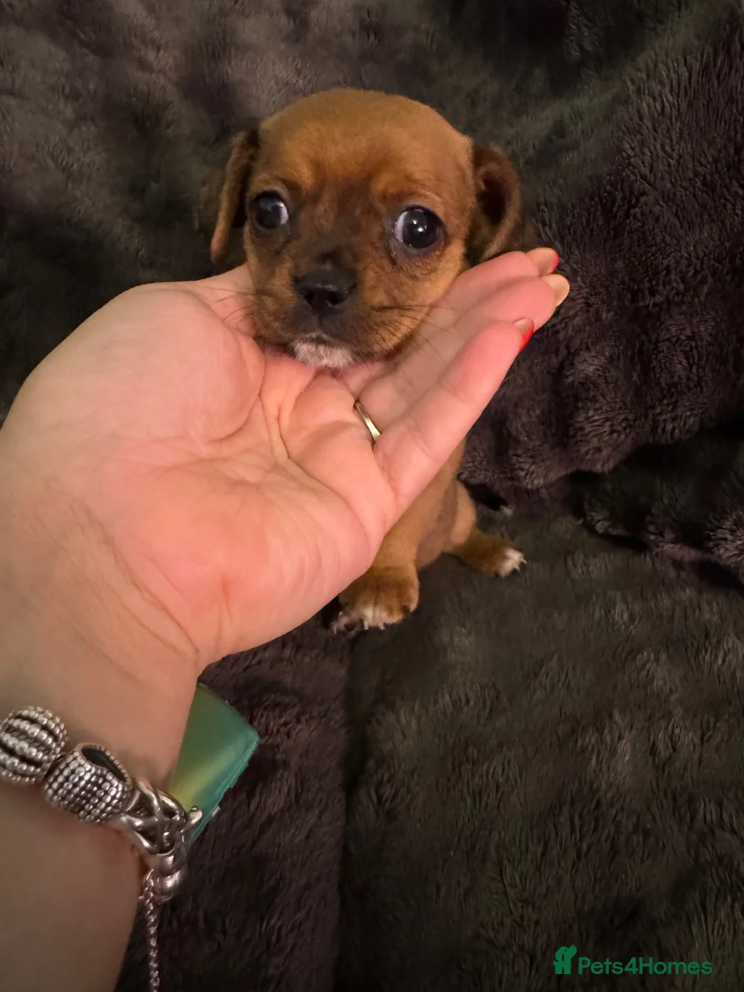 Mixed Breed dogs for sale: Cavalier King Charles x Chihuahua in Newport - Advert 2