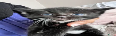 Mixed Breed Kitten 2