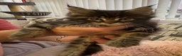 Maine Coon cats for sale: Adorable pedigree Maine coon kittens - Advert 9