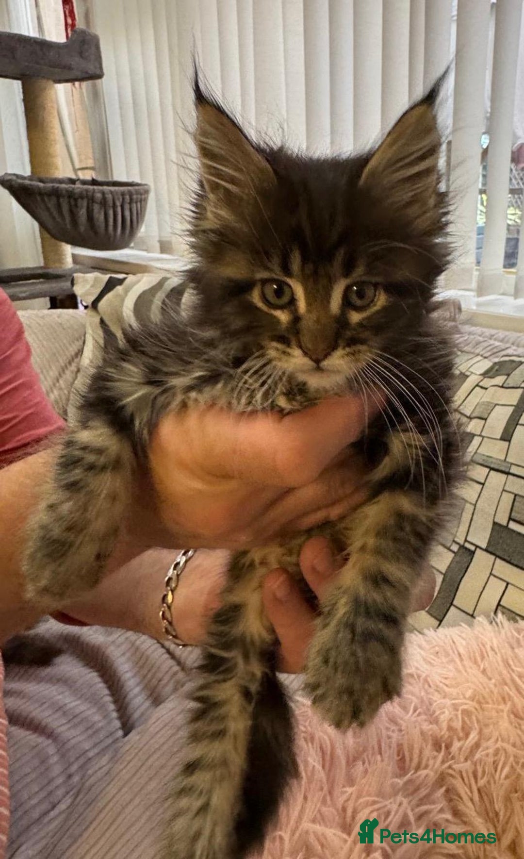 Maine Coon cats for sale: Adorable pedigree Maine coon kittens - Advert 9