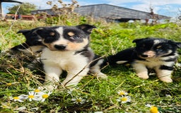 Border Collie dogs for sale: Gorgeous Border Collie puppies  - Image 4