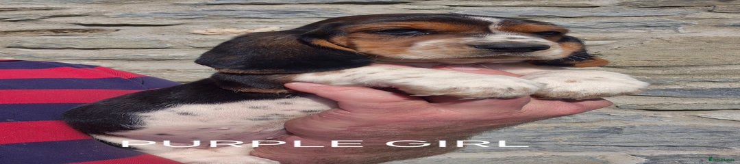 Basset Hound Purple Girl 