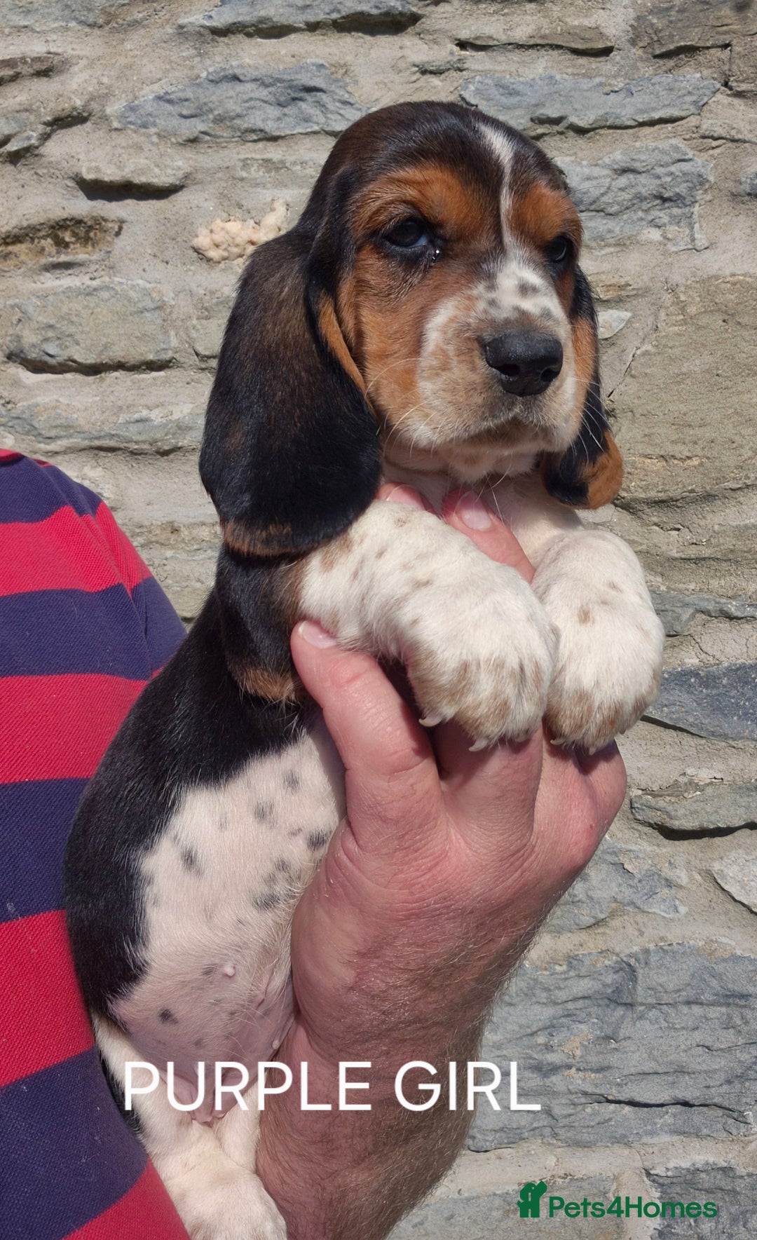 Basset Hound dogs for sale: KC BASSET HOUND PUPPIES  - Image 12