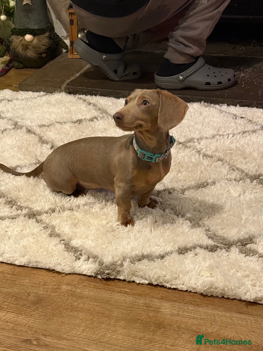 Miniature Dachshund dogs for sale: 3 girls Left Miniature Dachshund chocolate & tan - Advert 29