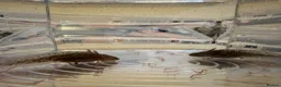 Axolotl reptiles for sale: Axolotl Babies - only 3 left!  - Advert 6