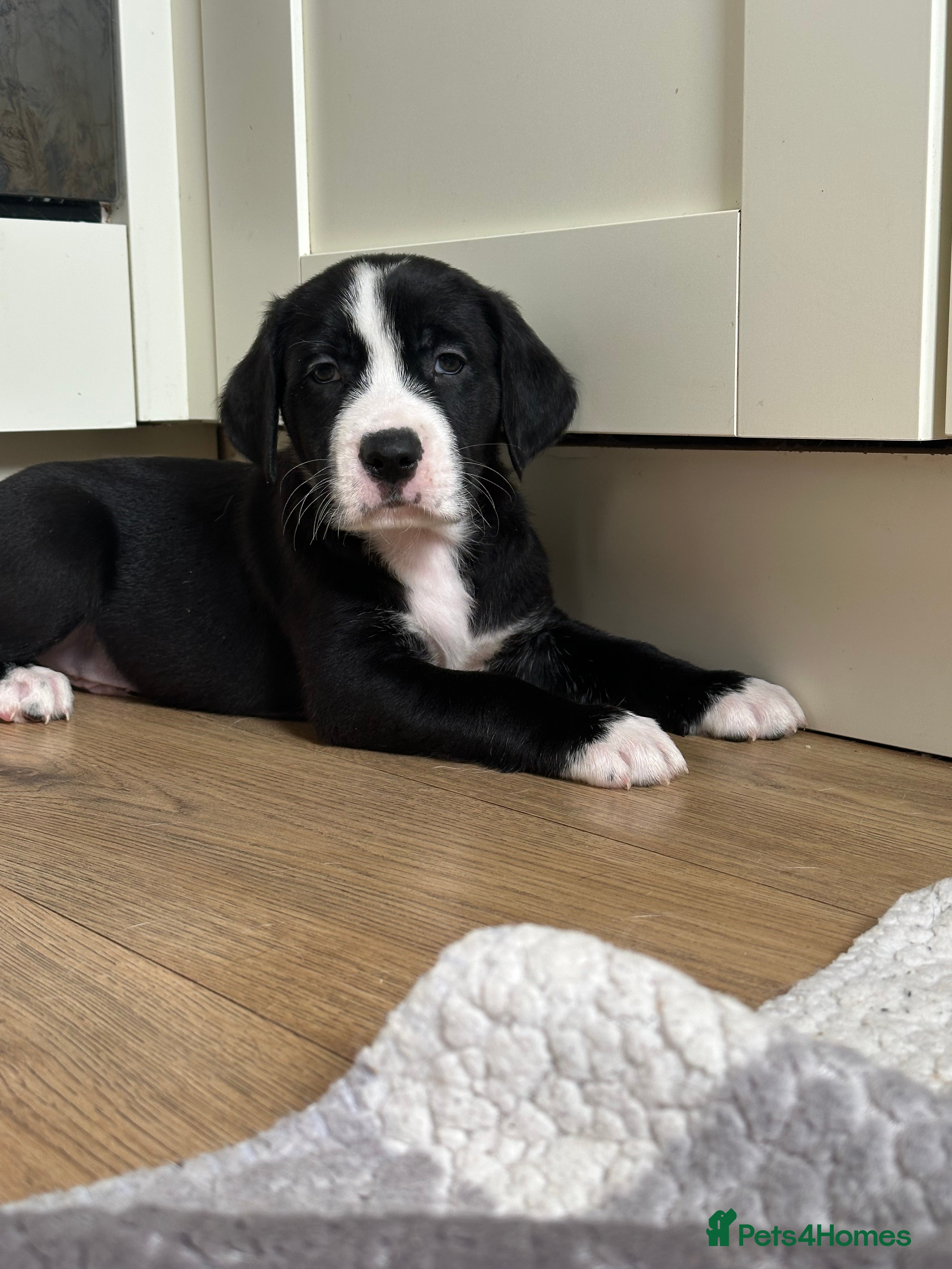 Mixed Breed dogs Lab- Cane Corso Puppies Looking for Loving Homes  - Advert 6