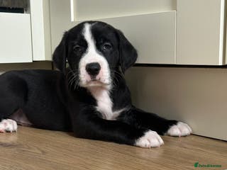 Mixed Breed dogs Lab- Cane Corso Puppies Looking for Loving Homes - Advert 13