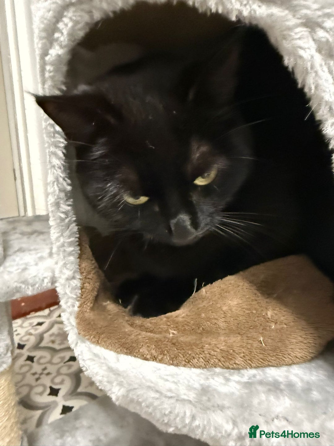 Mixed Breed cats for sale: Black cat  - Advert 7