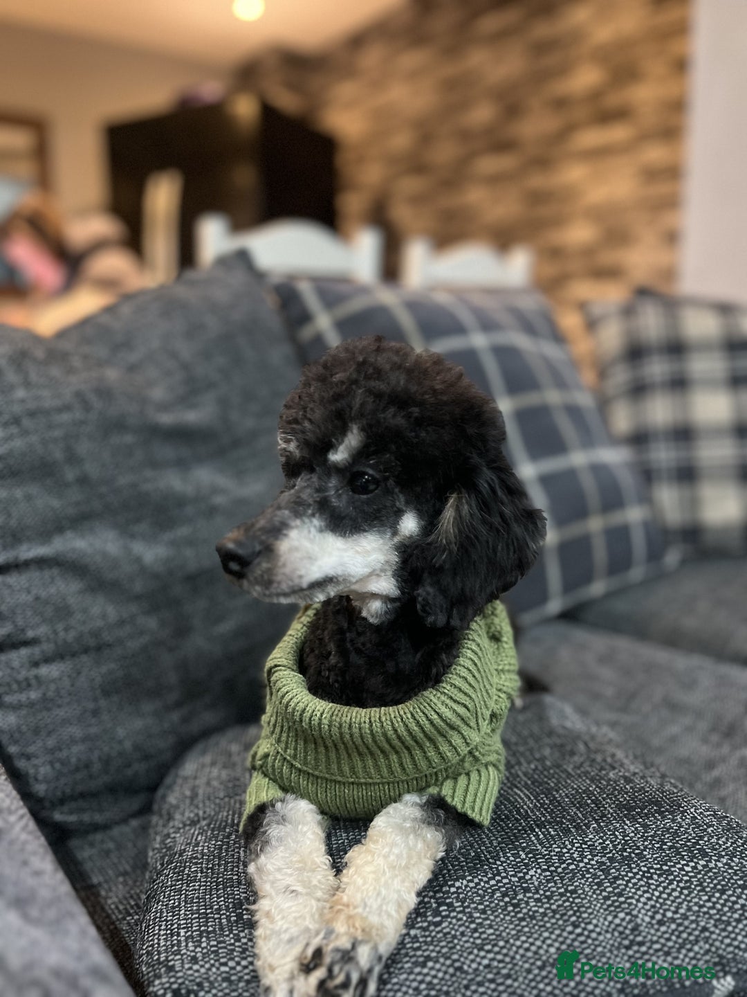 Toy Poodle dogs for stud: Phantom Toy Poodle KC registered North East Stud in Whitley Bay - Advert 7