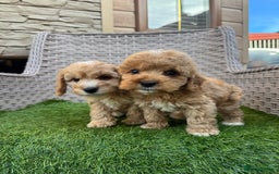Cockapoo dogs for sale: F1 pra clear Cockapoos  - Advert 10