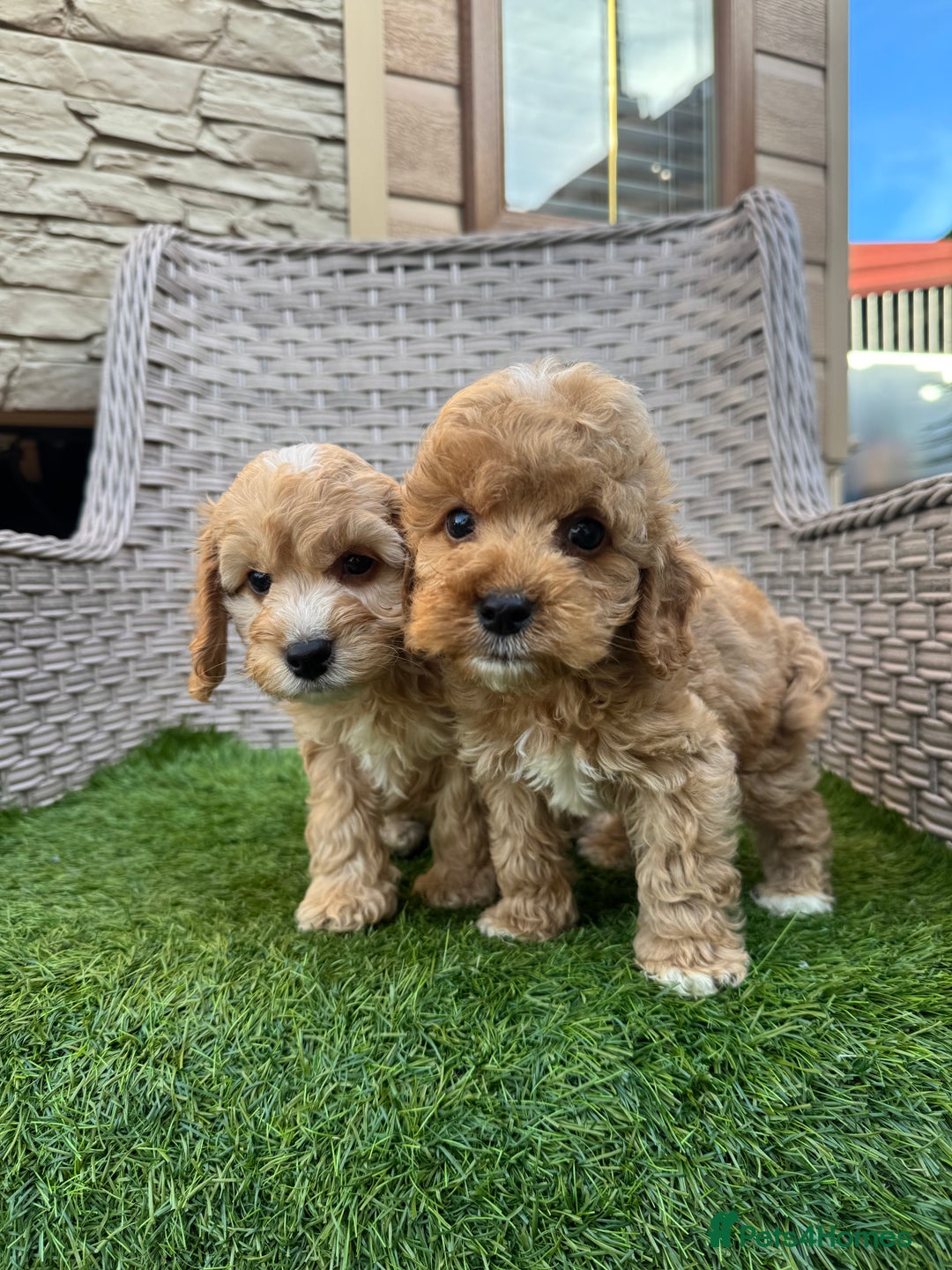 Cockapoo dogs for sale: F1 pra clear Cockapoos  - Advert 10