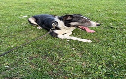 Border Collie dogs for sale: Pepper looking for a family home - Image 4