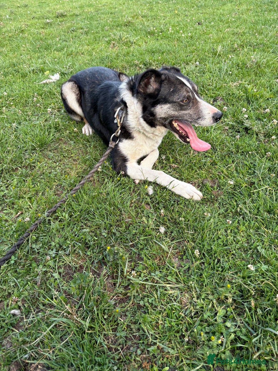 Border Collie dogs for sale: Pepper looking for a family home - Image 4