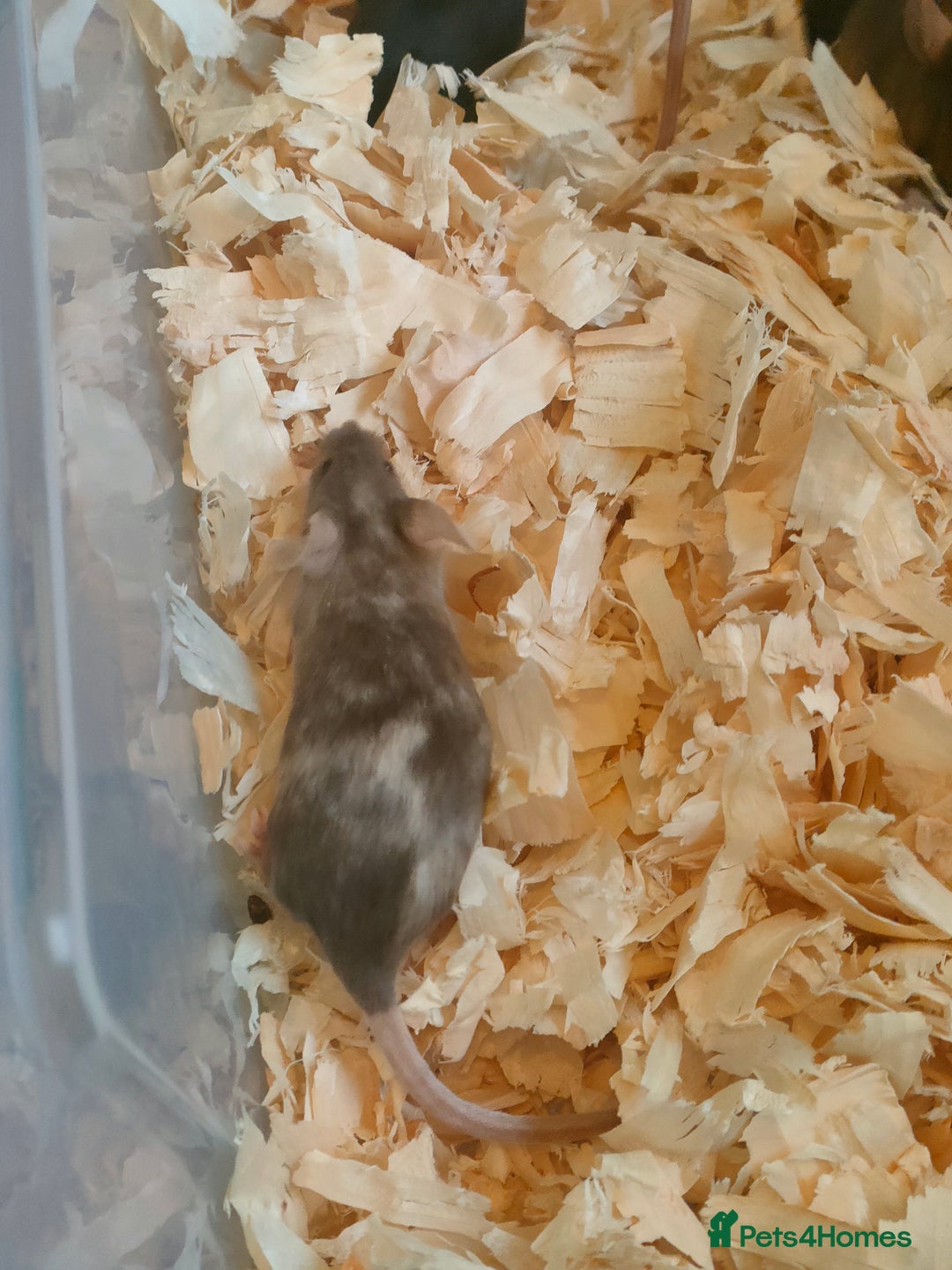 Mouse rodents for sale: Fancy mice *currently unavailable* - Advert 5