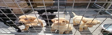 Labrador Retriever 7
