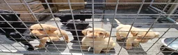Labrador Retriever dogs for sale: pedigree Labrador puppys - Advert 11