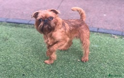 Griffon Bruxellois dogs for stud: Griffon male available for stud, KC proven - Image 1