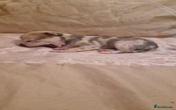 Chihuahua dogs for sale: Beautiful litter of 6 full chihuahuas  - Image 18