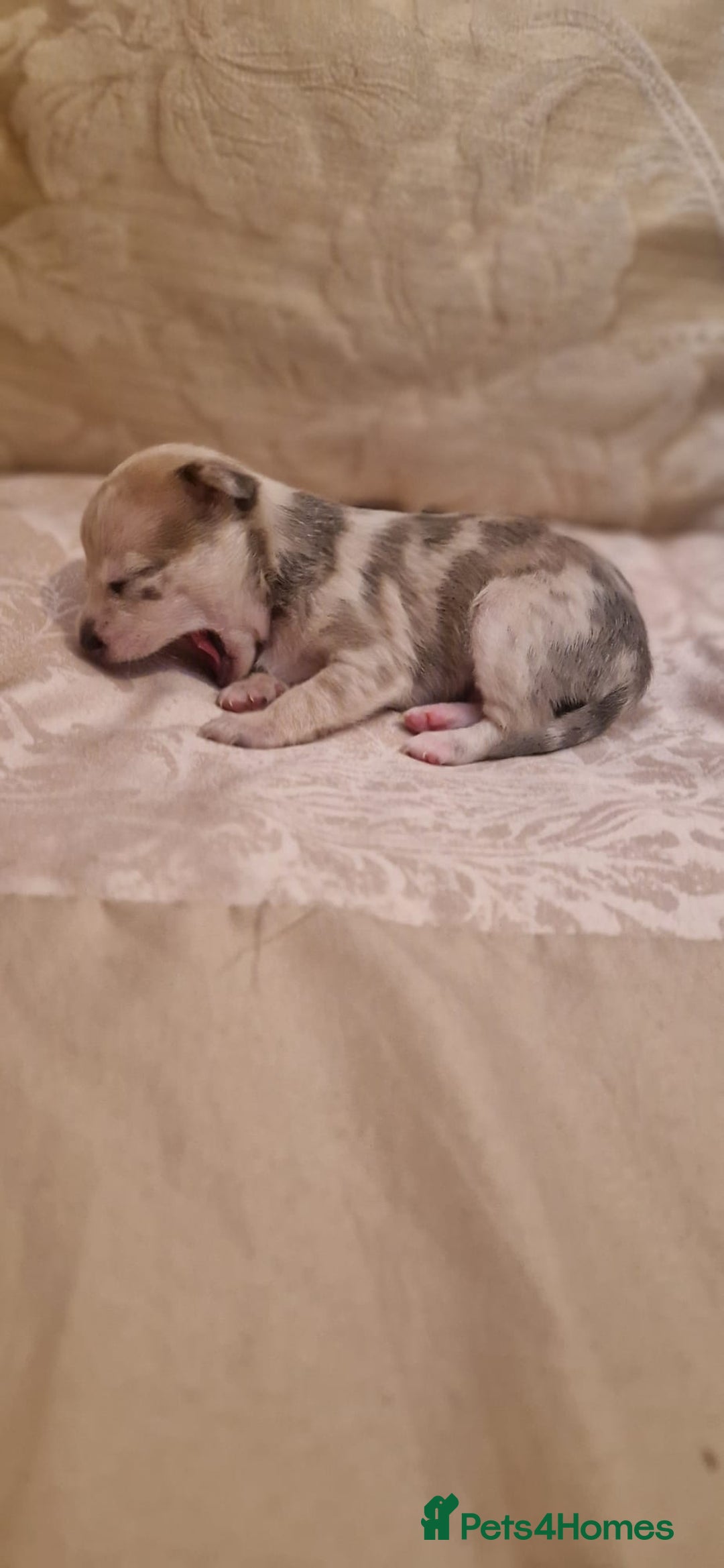 Chihuahua dogs for sale: Beautiful litter of 6 full chihuahuas  - Image 18