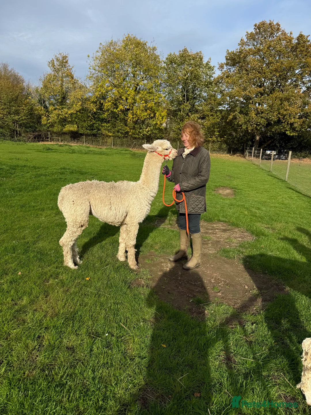 Alpaca livestock for sale: Four Pet Male Alpaca - Advert 4
