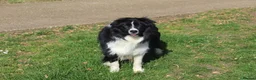 Border Collie dogs for stud: ISDS&KC Fully Tested Border Collie for Stud in Bicester - Advert 7