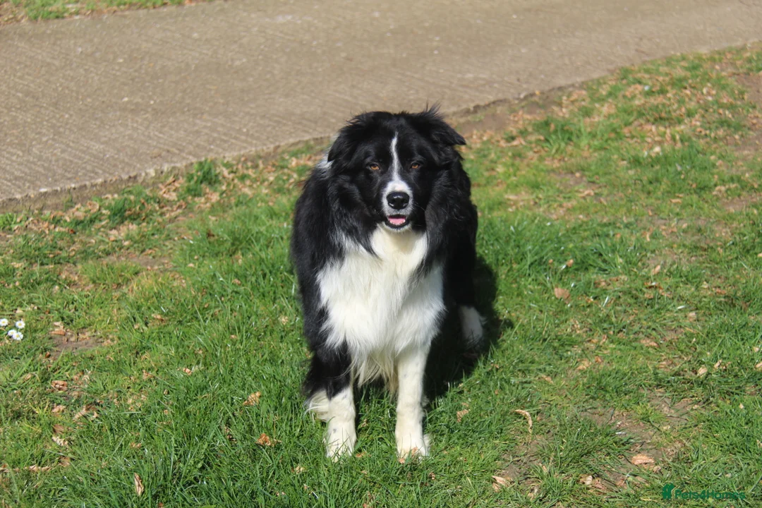 Border Collie dogs for stud: ISDS&KC Fully Tested Border Collie for Stud in Bicester - Advert 7