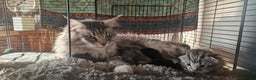 Maine Coon cats for sale: Maine Coon Kittens  - Advert 2