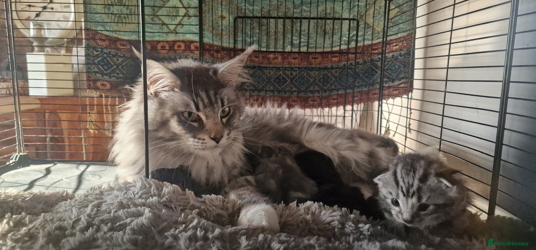 Maine Coon cats for sale: Maine Coon Kittens  - Advert 2