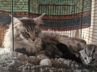 Maine Coon cats Maine Coon Kittens - Advert 1