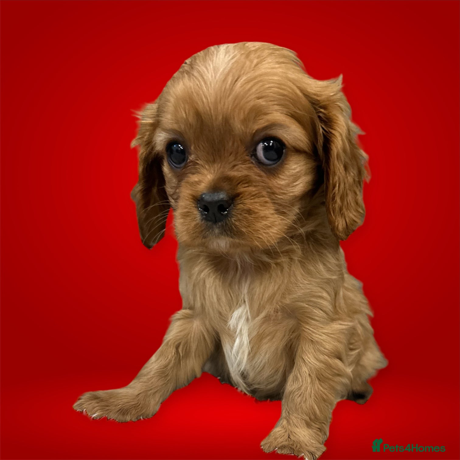 Cavalier King Charles Spaniel dogs **KC REGISTERED DNA CLEAR 🧬 CAVALIER PUPPIES** - Advert 5