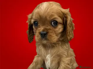 Cavalier King Charles Spaniel dogs **KC REGISTERED DNA CLEAR 🧬 CAVALIER PUPPIES** - Advert 5