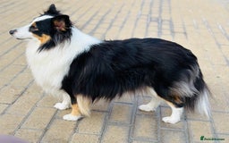 Shetland Sheepdog dogs for sale: Beautiful sable Shetland sheepdog puppies  - Image 7