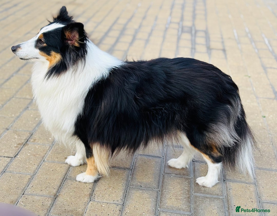 Shetland Sheepdog dogs for sale: Beautiful sable Shetland sheepdog puppies  - Image 7