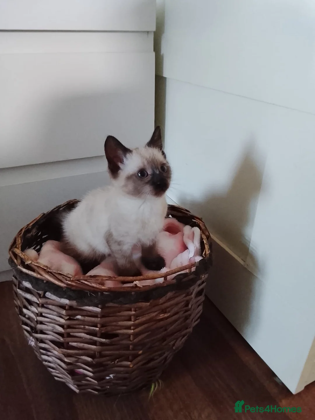Siamese cats for sale: (1 Left)beautiful Kitten Lokking forever Home 🏡❤️ - Advert 6