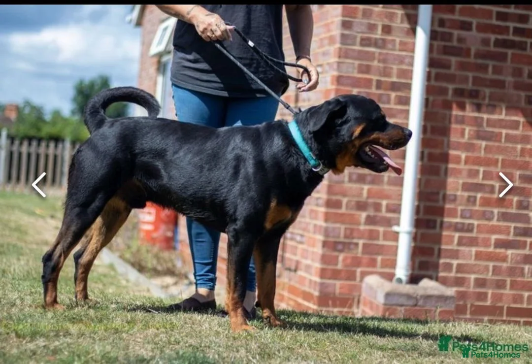 Rottweiler dogs for stud: KC REGISTERED ROTTWEILER in Worcester - Advert 4