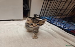Bengal cats for sale: Beautiful 1/2 bengal kittens - Image 26