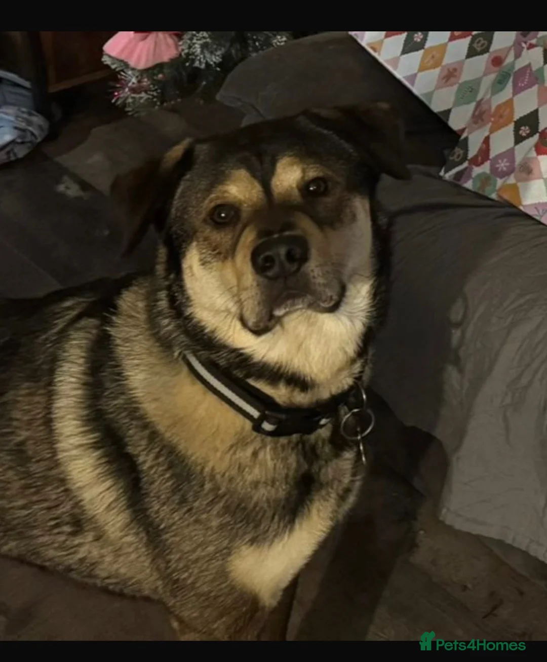 Mixed Breed dogs for sale: Hulk. in Liverpool - Advert 1