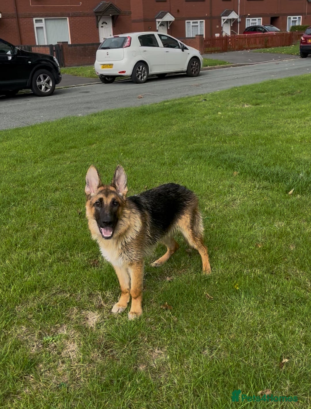 German Shepherd dogs for sale: German Shepard girl  - Image 2
