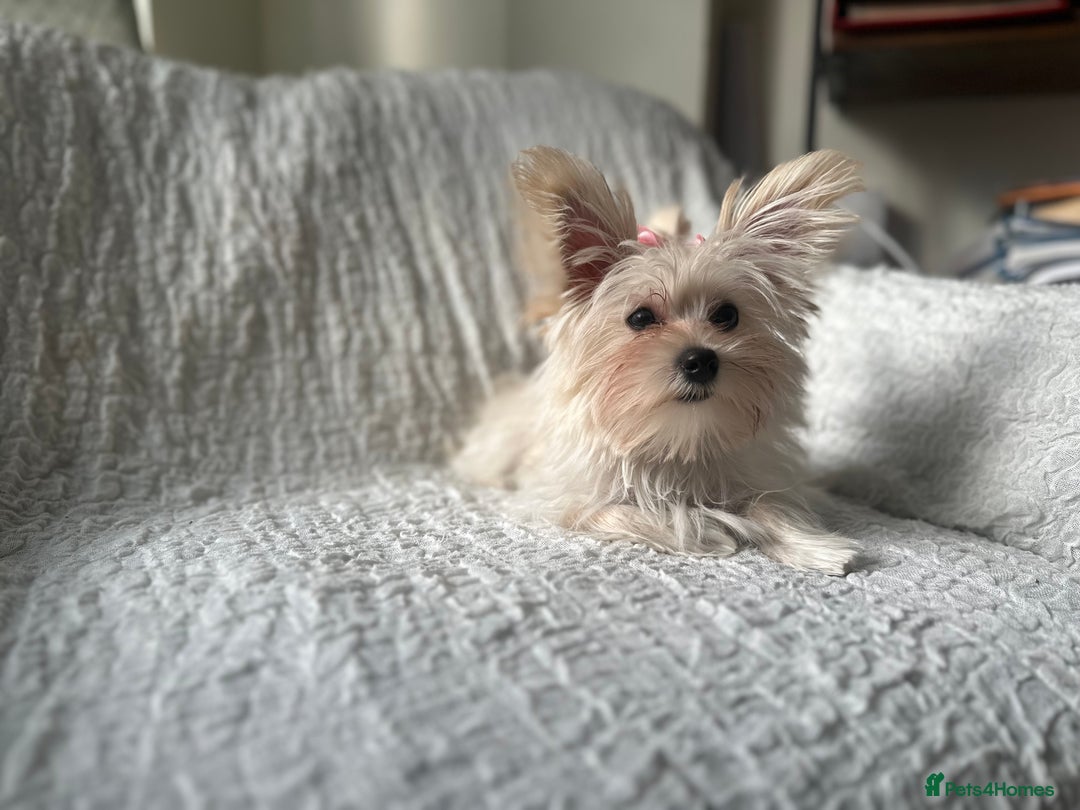 Yorkshire Terrier dogs for sale: Adorable Golddust Yorkshire Terrier Puppy! - Image 14