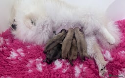 Pomeranian dogs for stud: 1.6kg Lilac/Tan stud ovulation test included  - Image 11