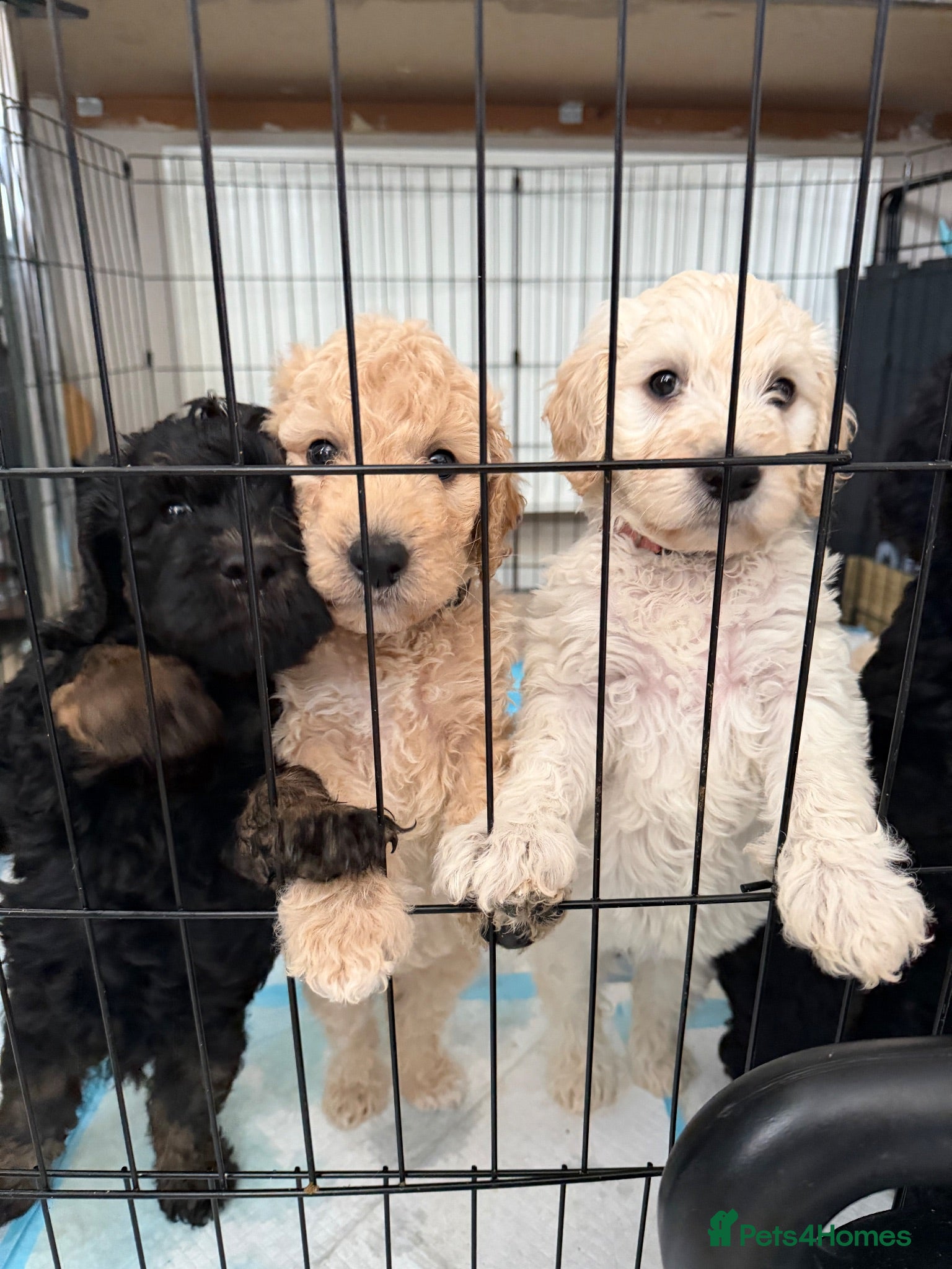 Mini Goldendoodle dogs F1b Mini Goldendoodle Puppies. Ready to Reserve 🤍 - Advert 2