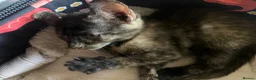 Mixed Breed cats for sale: Little Tortoishell Kitten  - Advert 2