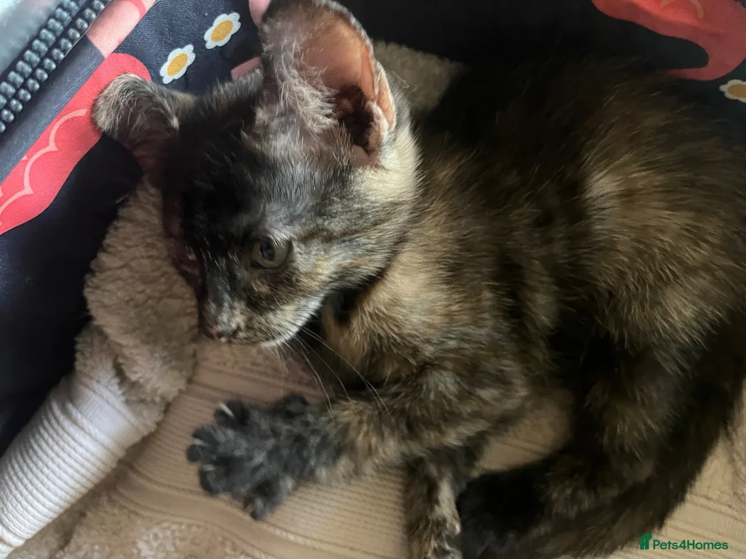 Mixed Breed cats for sale: Little Tortoishell Kitten  - Advert 2