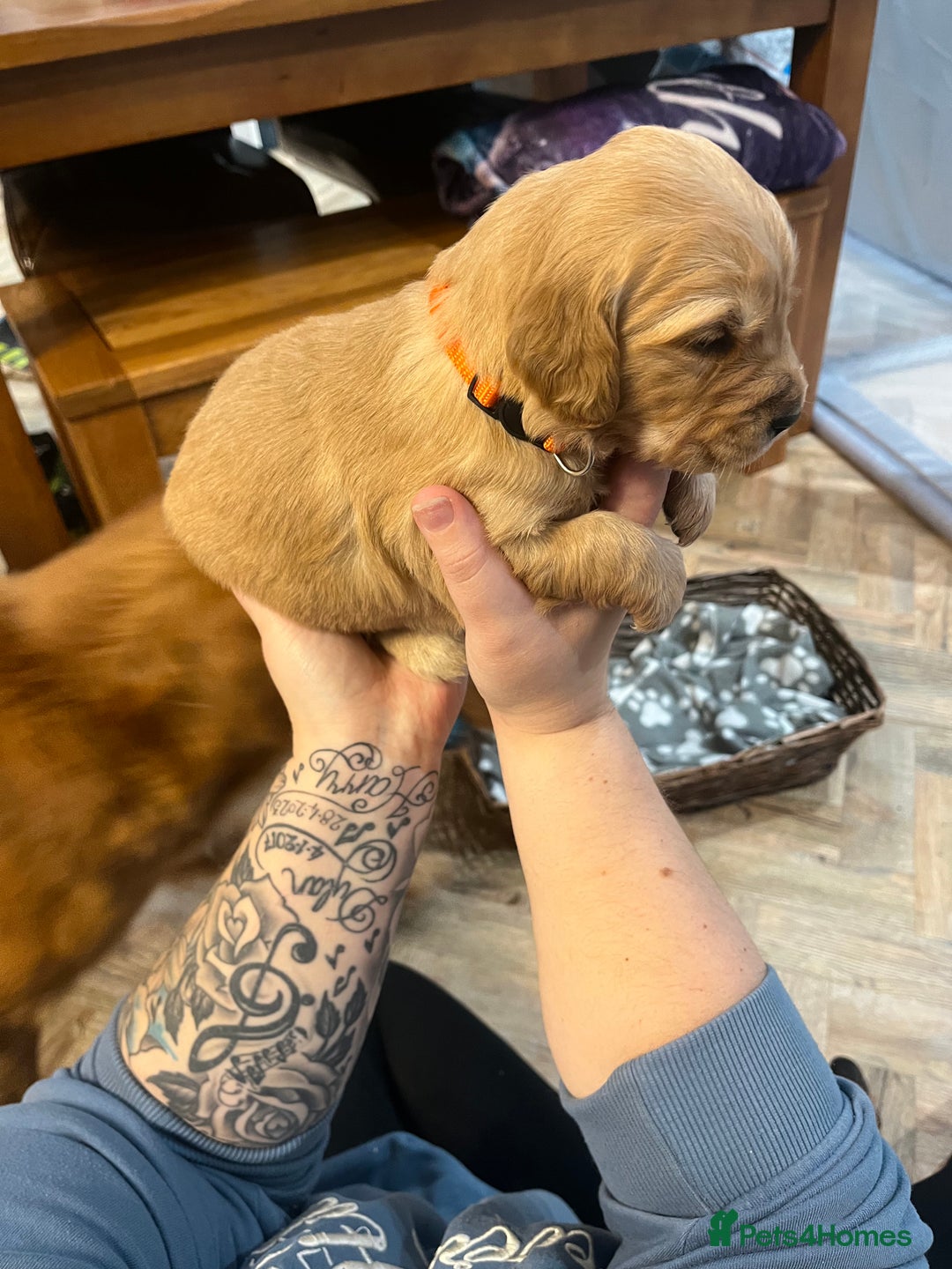 Golden Retriever dogs for sale: Gorgeous litter of 9 Golden Retrievers  - Image 10