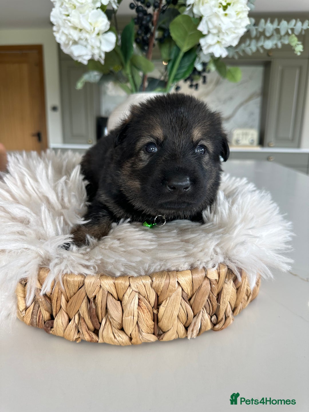 German Shepherd dogs for sale: Outstanding KC Working Line German Shepherd Pups - Image 6