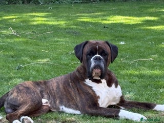 Boxer dogs - Advert 4